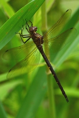 Somatochlora linearis