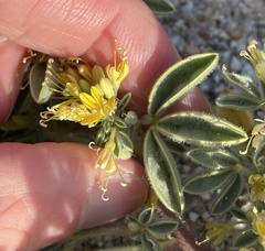 Cleomella obtusifolia