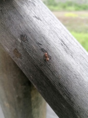 Cephalotes umbraculatus