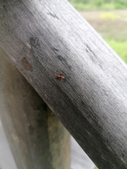 Cephalotes umbraculatus