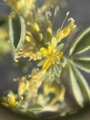 Cleomella obtusifolia