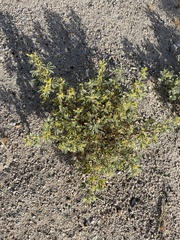 Cleomella obtusifolia