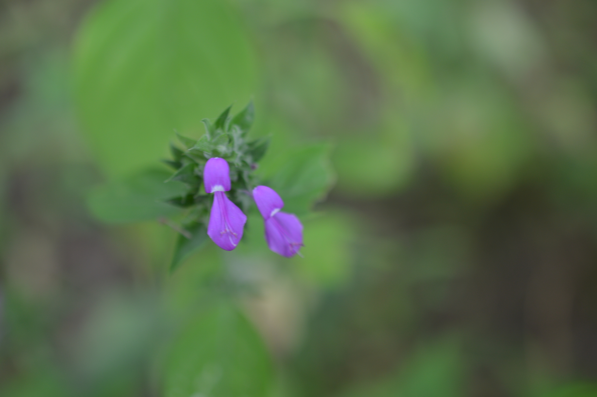 Dicliptera francodavilae image