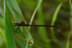 Somatochlora linearis