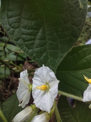 Lycianthes