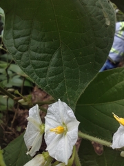 Lycianthes