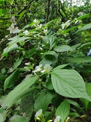 Lycianthes