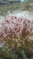 Symphyopappus casarettoi