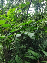 Lycianthes