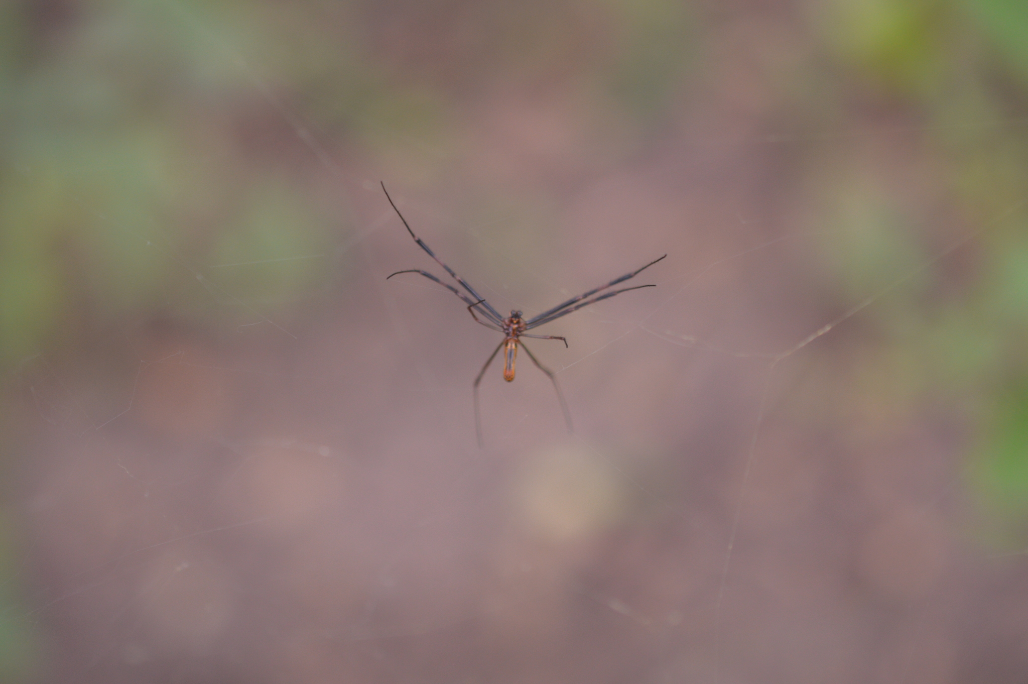 Trichonephila image