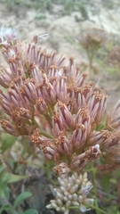 Symphyopappus casarettoi