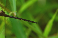 Somatochlora linearis