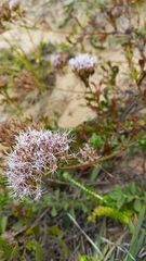 Symphyopappus casarettoi