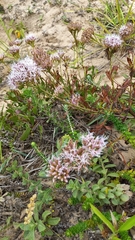 Symphyopappus casarettoi