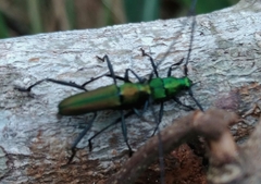 Chrysoprasis