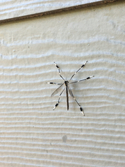 Bittacomorpha occidentalis