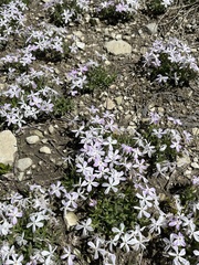 Phlox alyssifolia