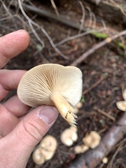 Clitocybe albirhiza