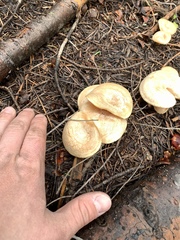 Clitocybe albirhiza