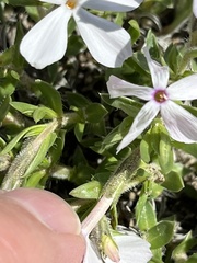 Phlox alyssifolia
