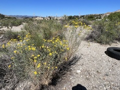 Senecio flaccidus douglasii