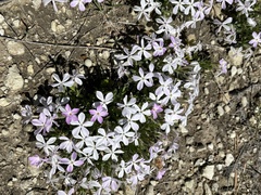 Phlox alyssifolia