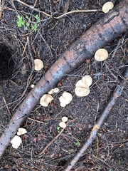 Clitocybe albirhiza