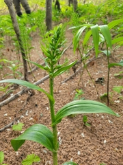 Dactylorhiza viridis virescens