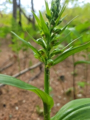Dactylorhiza viridis virescens