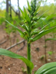 Dactylorhiza viridis virescens