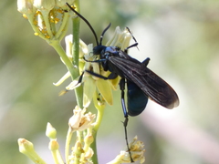 Pepsis mexicana