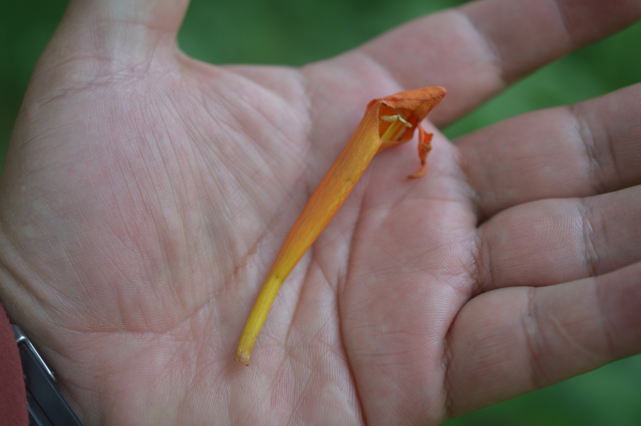 Bignonia longiflora image