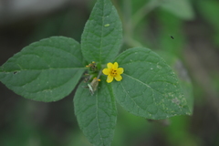 Schizoptera peduncularis