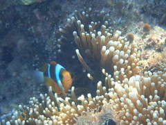 Amphiprion