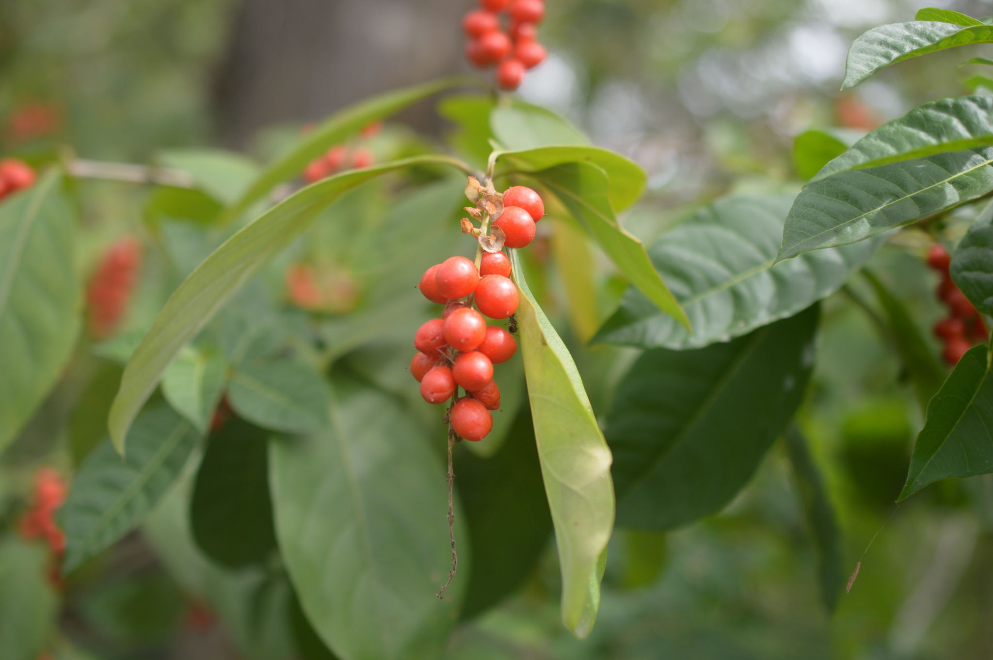 Citharexylum quitense image