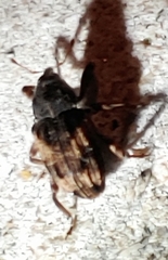 Cryptorhynchus fuscatus