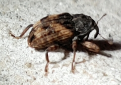 Cryptorhynchus fuscatus