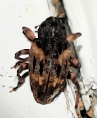 Cryptorhynchus fuscatus