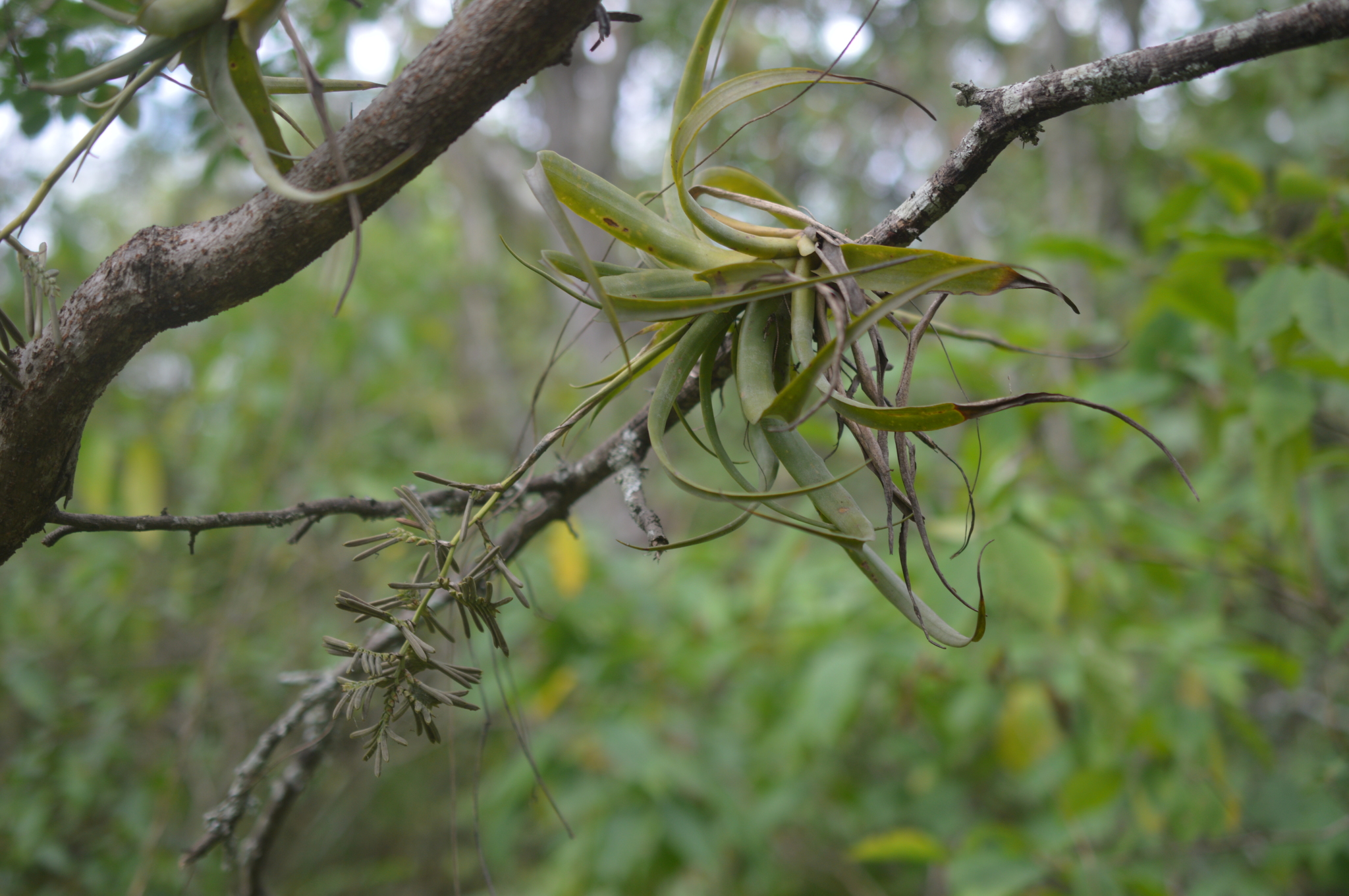 Racinaea multiflora image