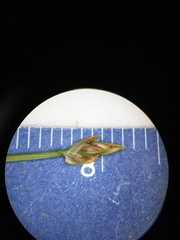 Trichophorum planifolium