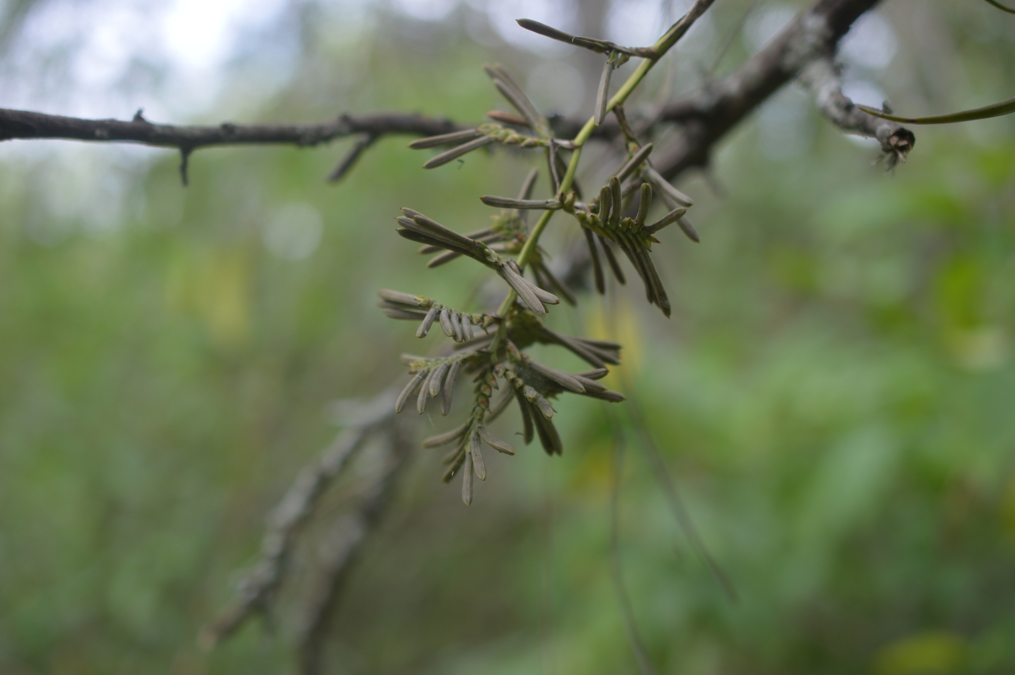 Racinaea multiflora image