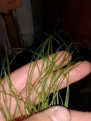 Trichophorum planifolium