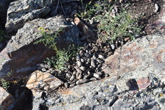 Marmota flaviventris