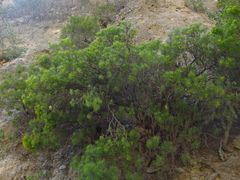 Dyscritothamnus filifolius