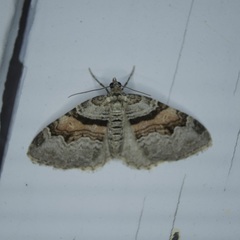 Xanthorhoe labradorensis