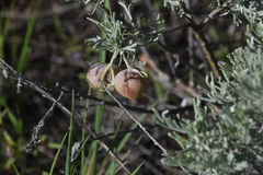 Rhopalomyia calvipomum