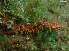 Idiotropiscis lumnitzeri