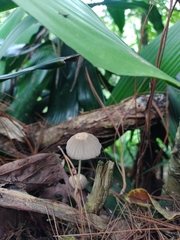 Agaricales