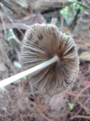 Agaricales