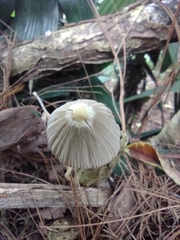 Agaricales